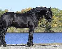 husband-safe-friesian-horse