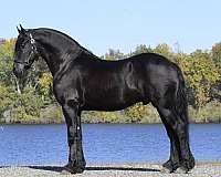 flashy-friesian-horse