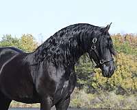 jumping-friesian-horse