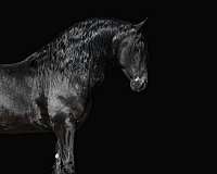 performance-friesian-horse