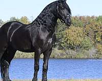 parade-friesian-horse