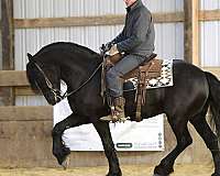 ridden-western-friesian-horse