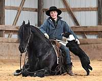 show-friesian-horse