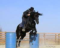 sporthorse-friesian-horse