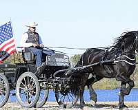 sport-friesian-horse