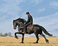 trail-riding-friesian-horse