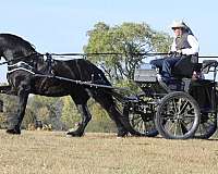 ridden-english-friesian-horse