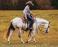 calf-roping-quarter-pony