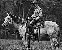 roping-quarter-pony