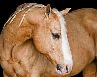 dressage-quarter-horse