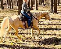 reining-quarter-horse