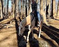 ridden-english-quarter-horse