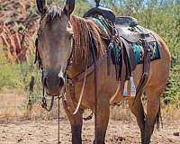 smokey-buckskin-pony