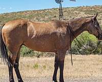 buckskin-ridden-wester-pony