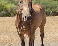 buckskin-quarter-pony