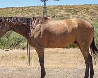 gelding-quarter-pony