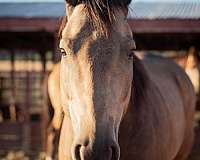 all-around-quarter-pony