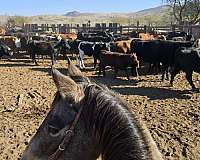 barrel-racing-quarter-pony