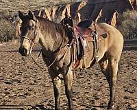 calf-roping-quarter-pony