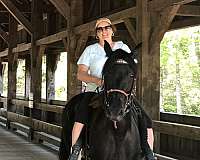 black-mare-for-sale