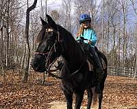 black-rocky-mountain-mare