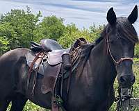 15-hand-rocky-mountain-mare