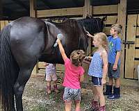 black-mare-for-sale