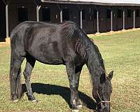 15-hand-black-horse