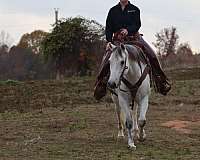 husband-safe-quarter-horse