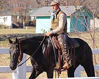 jumping-quarter-horse