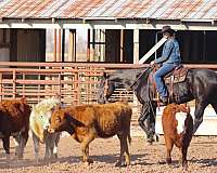 ranch-work-quarter-horse