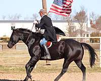 reining-quarter-horse