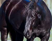 ridden-english-quarter-horse