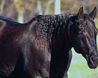 ridden-western-quarter-horse