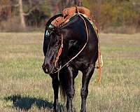 show-quarter-horse