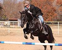 trail-riding-quarter-horse