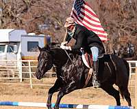 working-cow-quarter-horse