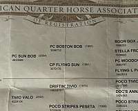 athletic-quarter-horse