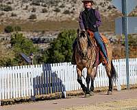 ranch-work-quarter-horse