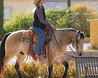 roping-quarter-horse