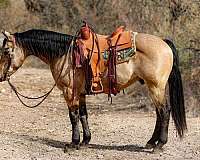 team-penning-quarter-horse