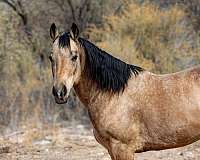 western-riding-quarter-horse