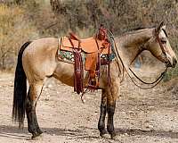 trail-riding-quarter-horse