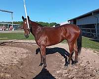 thoroughbred-gelding