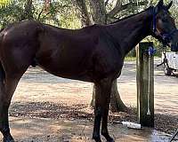 thoroughbred-horse-for-sale