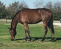 experienced-thoroughbred-horse