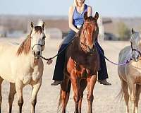 barrel-racing-quarter-horse