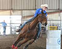 rodeo-quarter-horse