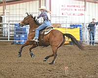 rodeo-queen-quarter-horse