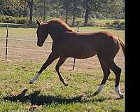 athletic-quarter-horse